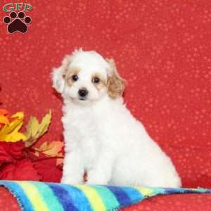 Peanut, Cavapoo Puppy